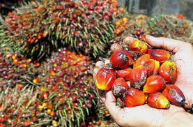 First and second columns show crude palm oil (cpo) cif rotterdam +0,5%. Better Malaysia India Ties To Boost Cpo Prices Mpob The Star