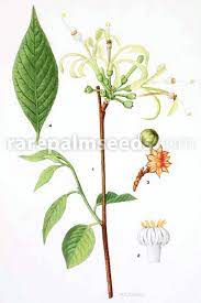 Maybe you would like to learn more about one of these? Turraea Floribunda Honeysuckle Tree Buy Seeds At Rarepalmseeds Com