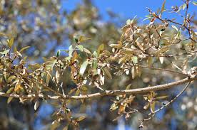 Image result for Croton gratissimus