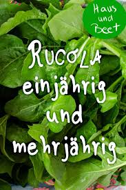 Rucola Der Salat Der Fast Das Ganze Jahr Lang Wachst Haus Und Beet In 2020 Gemuse Anbauen Bio Gemuse Rucola
