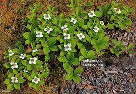 Image result for Cornaceae