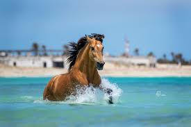 Олений лес / buckskin 2021. Pin Auf Pferdefotografie Sommer