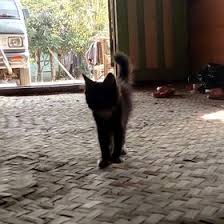 Pertualangan pocong telah dimulai mumu adalah seekor pocong kucing yang sangat lucu mumu features of pocong running: Wahyu Nugroho Wahyu22f Profile Pinterest