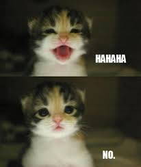 The This Client Wants To Go From Black To Platinum Blonde In Two Hours Face Funny Cat Pictures Funny Animal Pictures Funny Animals