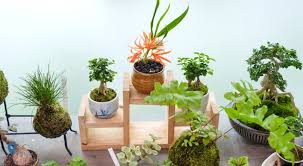 Manfaat pohon pucuk merah tidak hanya sebagai tanaman penghias taman minimalis saja, karena pohon ini juga memiliki kemampuan untuk menyerap polutan yang mencemari udara di sekitar kita. Pilihan Tanaman Untuk Pekarangan Rumah Minimalis