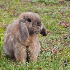 Are you looking for a cute new name that is less common? 200 Bunny Names Ideas For Pet Rabbit Names Exotic Animal Supplies