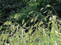 Image result for Chasmanthium latifolium