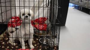 In home pet euthanasia in the privacy and comfort of your own home. Home Fur Good Seeks To End Pet Euthanasia In The Phoenix Area