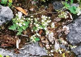 Image result for Sphaeranthus gazaensis