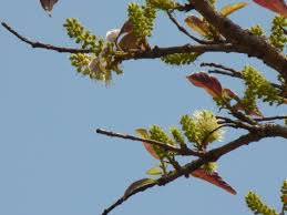 Image result for Hymenodictyon parvifolium