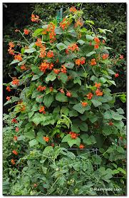 Image result for Phaseolus coccineus