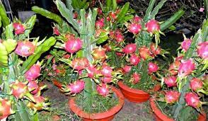 Adapun cara menanam buah pir dalam pot agar cepat berbuah dan menghasilkan buah yang lebat adalah sebagai berikut : Cara Menanam Buah Dalam Pot Tanah Kaya