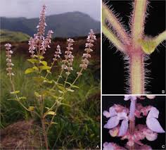 Image result for Xysmalobium sessile