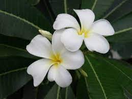 Summer care of champa / plumeria plant || how to. Plumeria Care How To Grow Plumeria