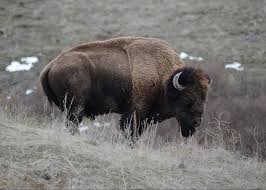 Bison Bull Greeting Card For Sale By Whispering Peaks Photography Bull Buffalo Painting Animals Beautiful