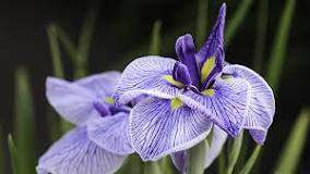 The myth of France's national flower: Lily or iris? - CGTN