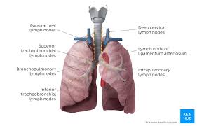 You may have one nodule on the lung or several nodules. Lung Anatomy Blood Supply Innervation Functions Kenhub