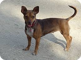Miniature pinscher and chihuahua mix. Miniature Pinscher Mix Chihuahua All Miniature