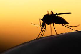 Malaria causes symptoms that typically include fever, tiredness, vomiting, and headaches. Malaria BoalÄƒ DeterminatÄƒ De Protozoare Newsmed Ro