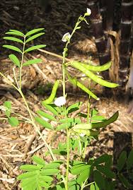 Image result for Tephrosia polystachya