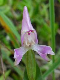 Image result for Disperis