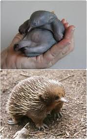 Pin By Jill The Nomad On Australian Animals Australian Native Animals Echidna Animals