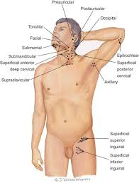Image result for Submandibular Exam