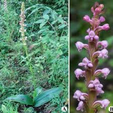 Image result for Satyrium amblyosaccos