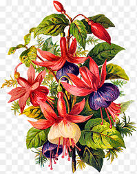 A red and purple/burgundy background wash coming into the centre of the painting. Spring Vintage S Red And Purple Fuchsia Flowers Art Png Pngegg