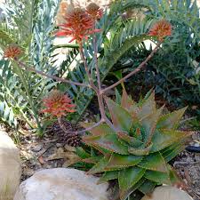 Image result for Aloe rulkensii