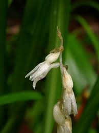 Image result for Epipogium roseum