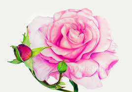 Drawing Rose Color Pencil By Bymichaelx On Deviantart Flower Drawing Watercolor Pencil Rose Roses Drawing How to draw and paint a red rose with watercolors. drawing rose color pencil by bymichaelx