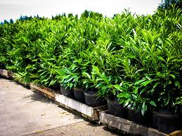 We help them find and validate new opportunities, time their trades, learn about financial markets, and manage their risk. Buy Trees Online With Free Shipping The Tree Center