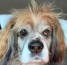 A cocker spaniel maltese mix is a laid back dog that is easy to live with if well trained. 52 Cocker Spaniel Mixes That Are Absolutely Precious Petpress