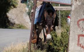 Image result for Monostachya stapelioides