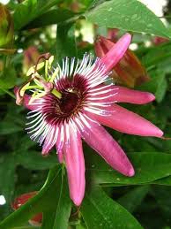 Pin By Blue Cloud Shoppes On F L O W E R S Passion Flower Flowers Plants