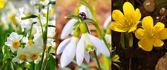 Ea se numără printre cele mai răspândite plante din țara noastră, fiind ochiul boului este o planta ornamentala de gradina, care provine din china. 10 Flori De Primavara Pentru Gradina Noastra Kalon Garden