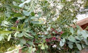 Image result for Tapinanthus forbesii