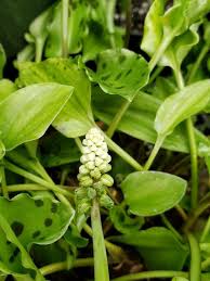 Image result for Drimiopsis