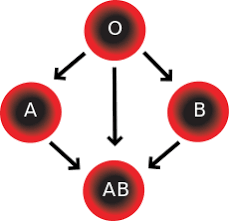 In addition, these blood types are designated negative or positive, according to whether or not an antigen called the rh factor is present. Blood Type Wikipedia