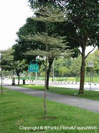 Image result for Terminalia mollis