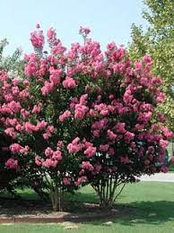 On large shrubs and trees, remove basal suckers, twiggy growth, crossing branches, and branches growing toward the center of the plant. Crapemyrtle