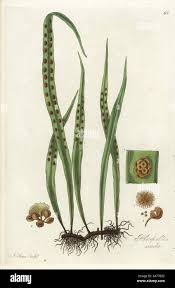 Image result for Lepisorus