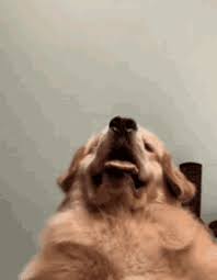 Golden Retriever Gifs Tenor