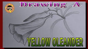How To Draw A Yellowoleander Flower Easily Youtube Kapwing — where content creation happens content creation made easy. how to draw a yellowoleander flower easily