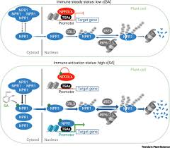 Check spelling or type a new query. Stories Of Salicylic Acid A Plant Defense Hormone Trends In Plant Science