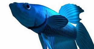 Check spelling or type a new query. 20 Gambar Kartun Ikan Cupang Cantik Beragam Gambar Ikan Cupang Hias Terbaru 2019 Ikan Cupang Dikenal Dimasyarakat Luas Dengan Ikan Cupang Gambar Kartun Ikan