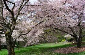 All the trees are labeled and in bloom now through early october. 7 Places To See Cherry Blossoms And Other Blooms Around Seattle Parentmap
