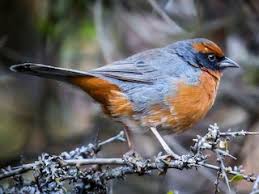 Image result for Polysphaeria ribauensis