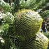 The monkey puzzle or chilean pine has the latin name of araucaria araucana. 1